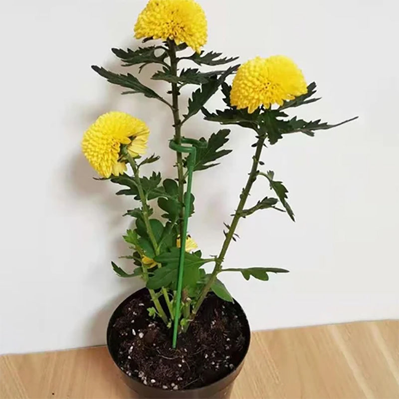 PlantCare - Plantsteun | 50% KORTING