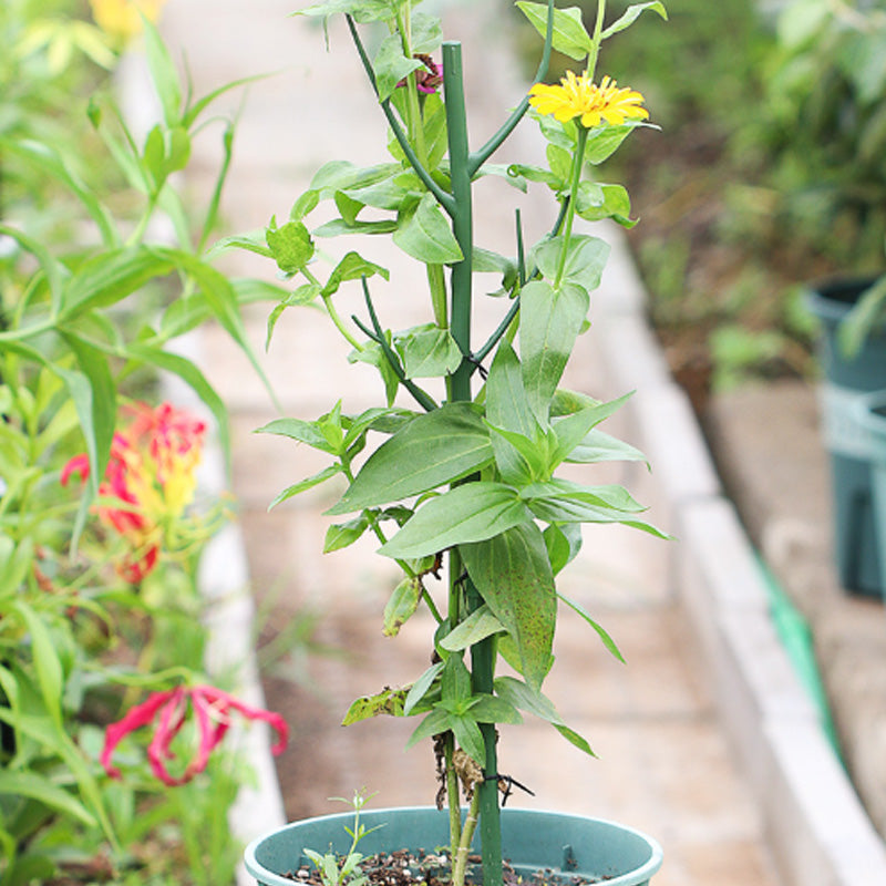 GreenGrow – Natuurlijke Plantensteun Groei | 50% KORTING